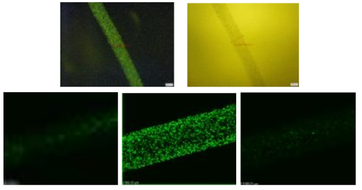 형광 비드가 들어간 calcium alginate 튜브 (윗줄: 일반 현미경) (아랫줄: confocal microscopy)