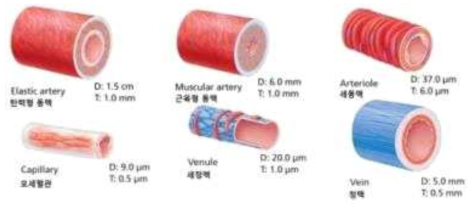 신체 내 혈관 모식도 및 크기