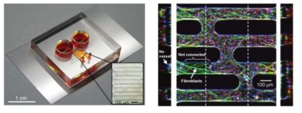 평행한 유로의 미세유체 소자(좌)와 임의로 생성된 미세 혈관(우)