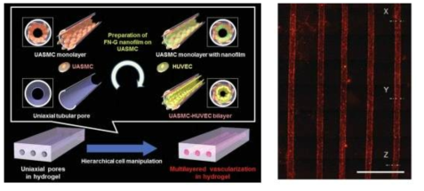 미세유로 내부에 다층 혈관 세포 생성 방법(좌) 및 배양한 세포(우)