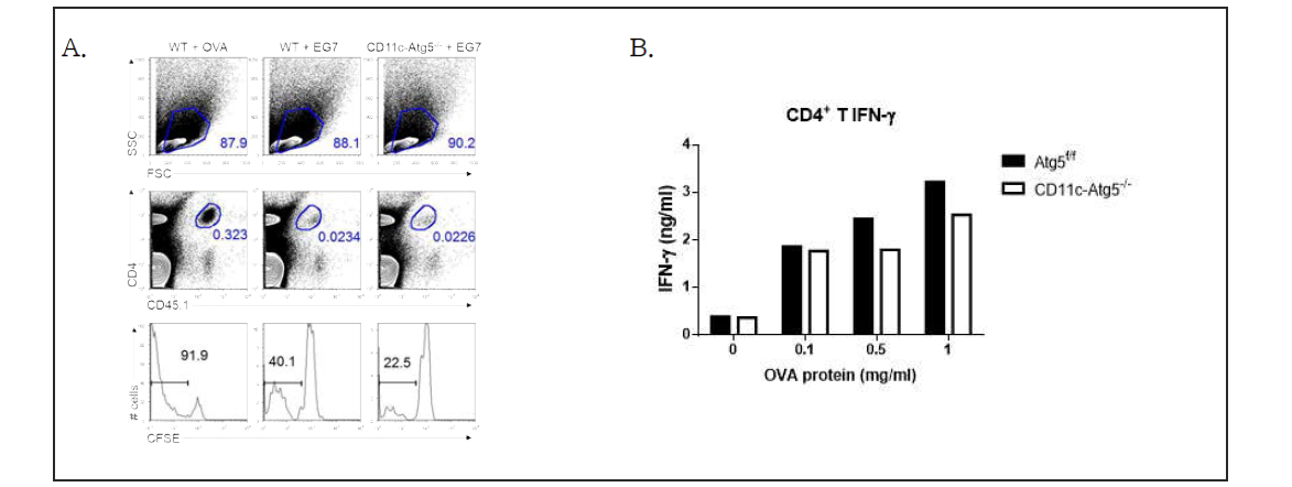 수지상세포 특이적으로 Atg5 유전자가 결손된 마우스는 CD4+ T 세포를 활성화시는 능력이 감소함