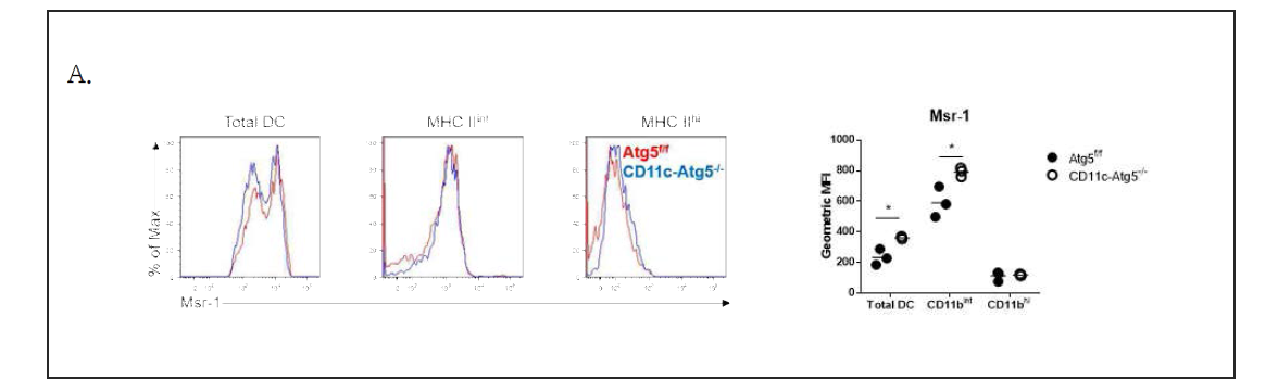Atg5 유전자가 결손된 수지상세포는 scavenger 수용체의 발현이 증가해 있으며 이를 통한 대식작용이 존재함을 확인