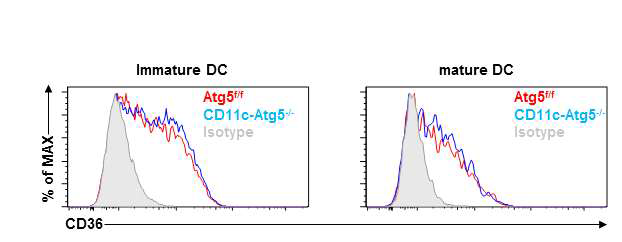 수지상세포 특이적으로 Atg5 유전자가 결손된 수지상세포에서 CD36의 발현이 증가해 있음