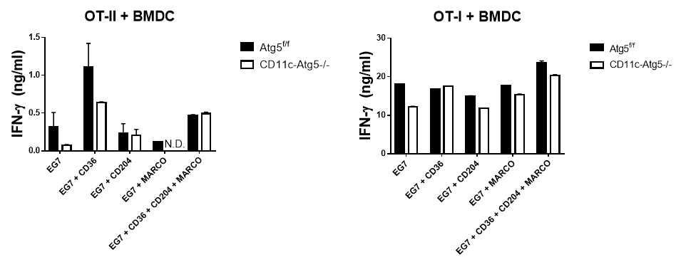 수지상세포에서 CD36이 CD4 T cell 활성화에 있어서 negative regulator로 작용함