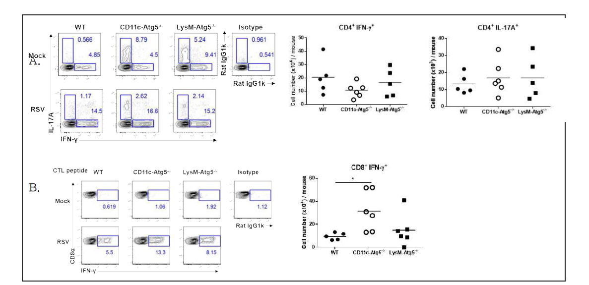 수지상세포 특이적으로 Atg5 유전자가 결손된 마우스에서 RSV 감염시 CTL 반응이 증가