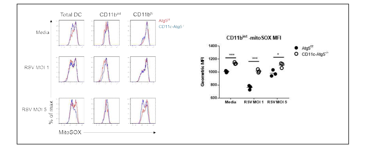 Atg5 유전자가 결손된 CD11bint 수지상세포 아군에서 미토콘드리아 ROS 수준이 높음