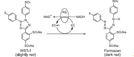 Tetrazolium salt(WST-1)이 Formazan으로 변환 (EC=Electron coupling reagent, RS=Mitochondrial succinate-tetrazolium-reductase system)