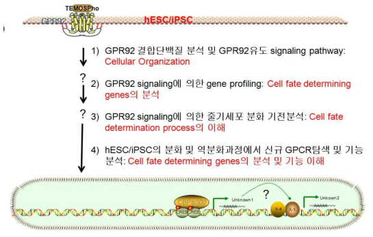 줄기세포의 분화 및 역분화과정에서 GPCR의 기능을 통한 분화 및 역분화과정의 이해