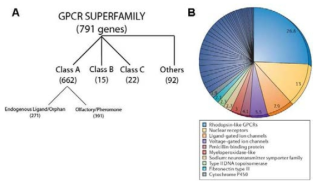 G-protein coupled receptor (GPCR) family의 분류