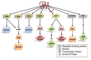 GPCR에 의한 세포신호전달