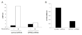 TEMOPSPho에 의한 cAMP의 증가(A) 및 GPR92의 발현 억제를 통한 효과(B)