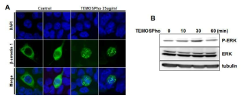 TEMOSPho자극에 의한 β-arrestin1-GFP의 endocytosis (A)와 Erk의 활성화(B)