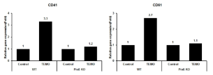 Prx6 KO BM cell에서 거핵구 분화 마커인 CD41과 CD61의 mRNA level