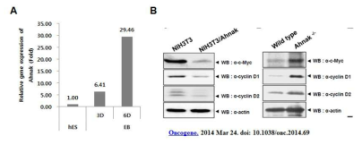 EB 세포로 분화(6일, 14일 분화)하는 과정에서 발현이 급증하는 Ahnak유전자 (A) 와 Ahnak의 발현에 의한 c-Myc의 발현 조절(B) (Oncogene 33;4675, 2014)