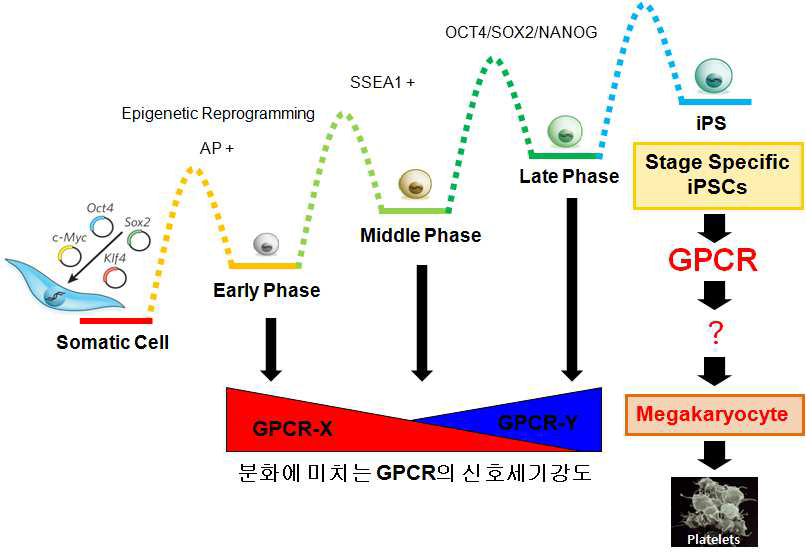 줄기세포의 역분화 과정 및 분화과정에서 G-protein-coupled receptor의 역할