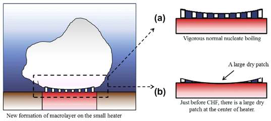 The proposed formation of the macrolayer