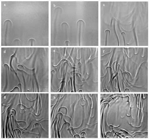 Shadowgraph images of plume motion of the transient process.