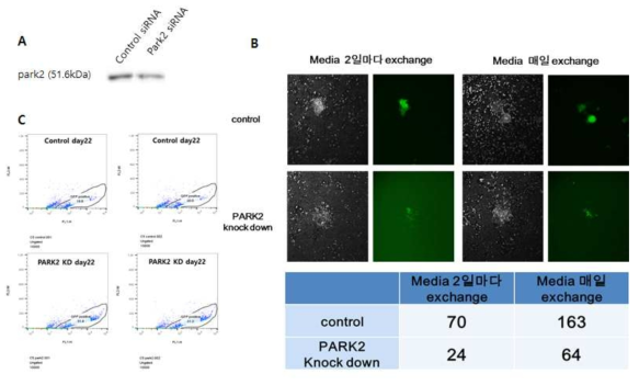 mitophagy의 master regulator인 park2 knockdown에 의한 리프로그램밍 효율 저하