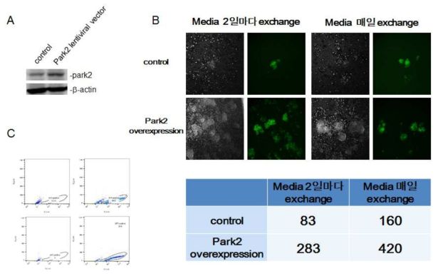 mitophagy의 master regulator인 park2의 과발현에 의한 리프로그램밍 효율 상승.