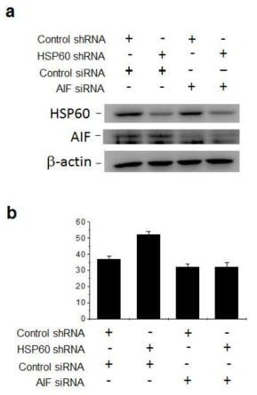 HSP60 knockdown의 AIF를 통한 differentiation-induced apoptosis 촉진.