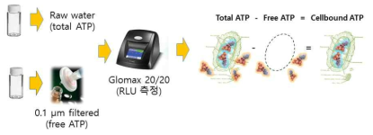 cellbound ATP 측정 원리
