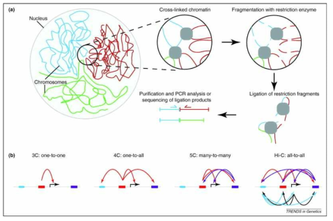 3C와 3C에서 유래된 기술들. Hi-C 기술을 통해 inter- 와 intrachromosomal interaction에 대한 high resolution map을 작성하여 이들간의 network을 이해할 수 있음