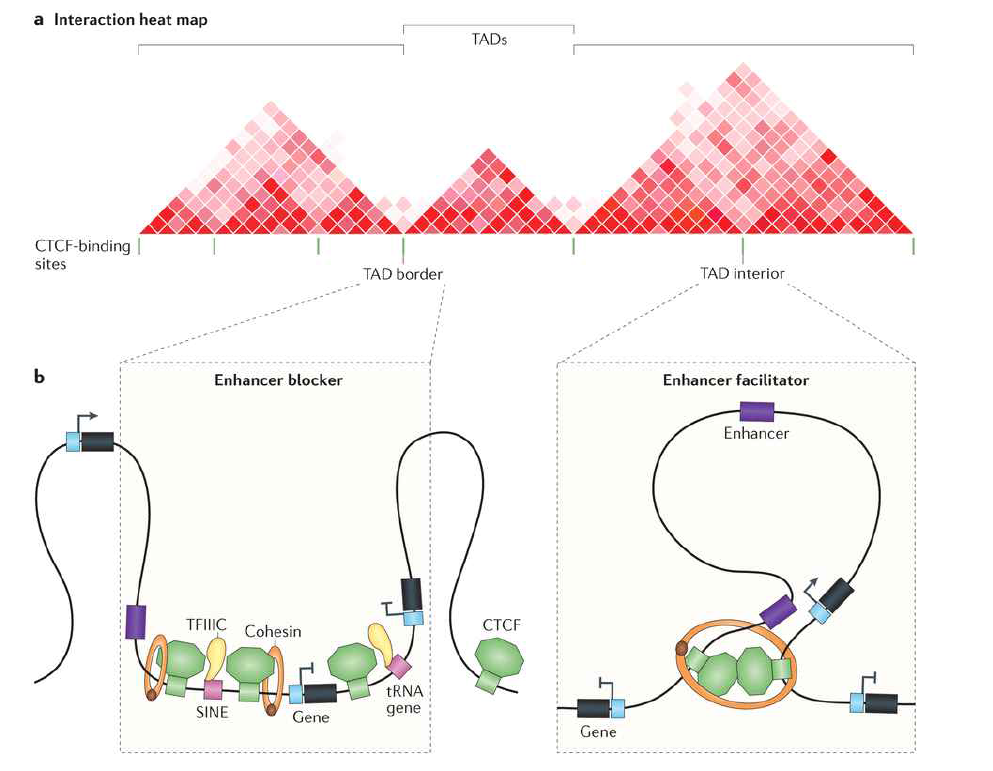 TAD 와 CTCF. 염색체가 loop을 이루는 형태를 결정할 때 CTCF가 모종의 역할이 있을 것으로 이해됨