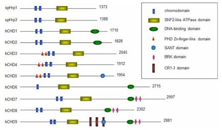 Mammal에서는 CHD family가 9가지가 알려져 있음.