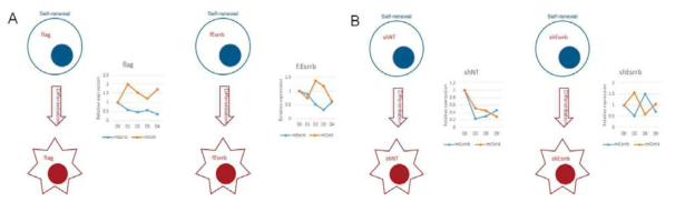 Esrrb 과발현 혹은 침묵 상태에서 E14Tg2a 배아 줄기세포의 embryonic body로의 분화 분석