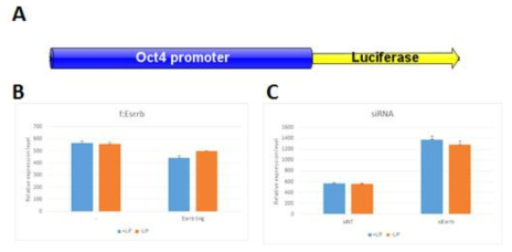 Oct4 프로모터 luciferase reporter 제작 및 분석