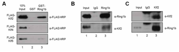 Klf2 전사인자와 Ring1b 단백질 간의 결합 분석