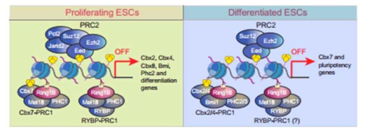 줄기세포와 분화상태에서 PRC1의 변형체의 다변화