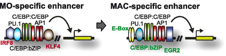 단핵구(MO)와 대식세포(MAC) 분화에서 C/EBPβ의 작용