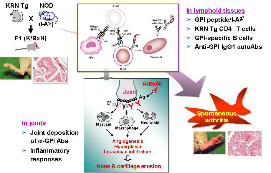 Pathogenesis of the K/BxN model