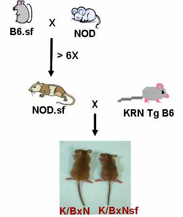 K/BxNsf 제작과정