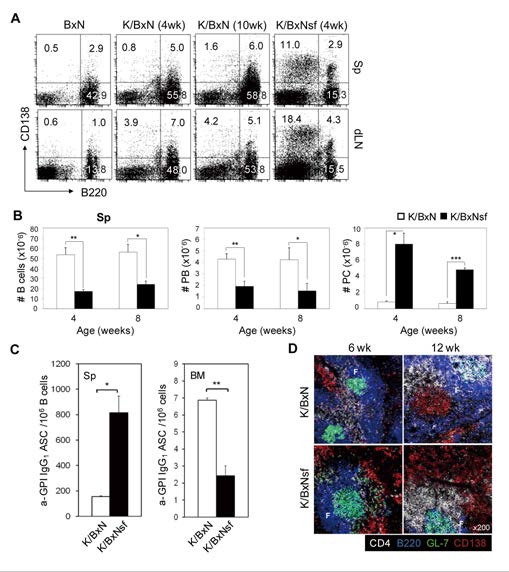 Aberrant accumulation of mature PCs in the spleen and dLNs of K/BxNsf mice.