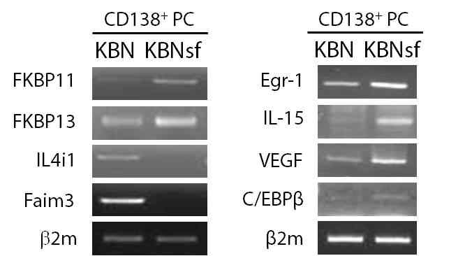 Semi-quantitative RT-PCR with PCs purified from K/BxN and K/BxNsf