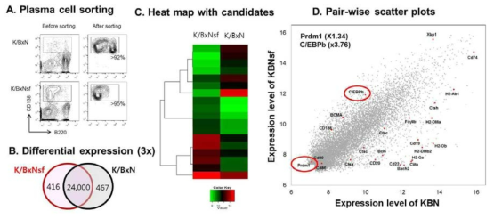 cDNA microarray result of PCs from K/BxNsf vs K/BxN