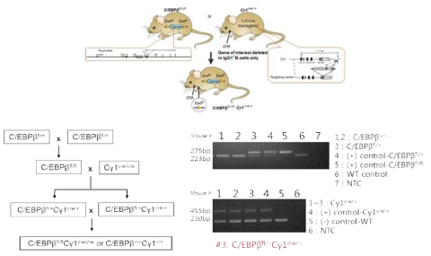 The generation of conditional knock-out mice by mating mice bearing the floxed C/EBPβ allele with Cγ1-Cre mice