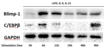 The expression kinetics of Blimp1 and C/EBPβ in in-vitro differentiated plasma cells.