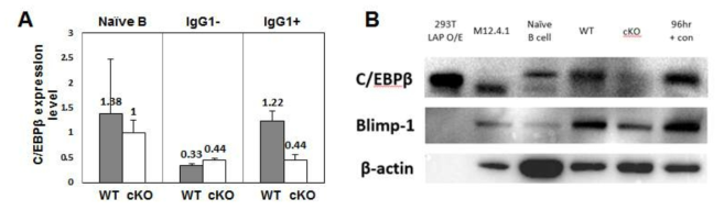 Decrease of C/EBPβ protein expression in IgG+C/EBPβfl/flCr1Cre/+ B cells