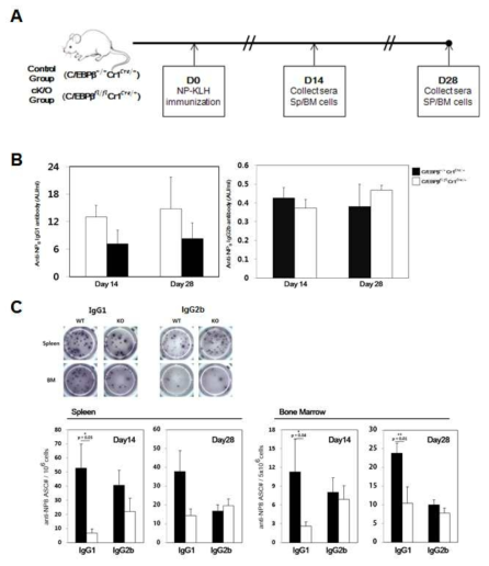 NPspecific antibody production in WT and C/EBPβ cK/O mice after NP-KLH/alum immunization.