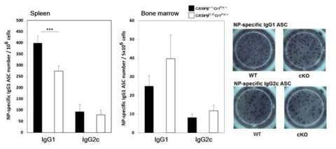 Reduced IgG1 production in C/EBPβ cKO mice in the memory recall response.