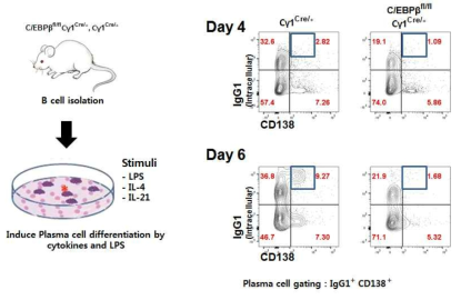 C/EBP-deficient B cells are defective in PC differentiation