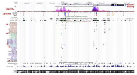 Prdm1 promoter search on UCSC Genome Browser on Human Feb. 2009 (GRCh37/hg19) Assembly