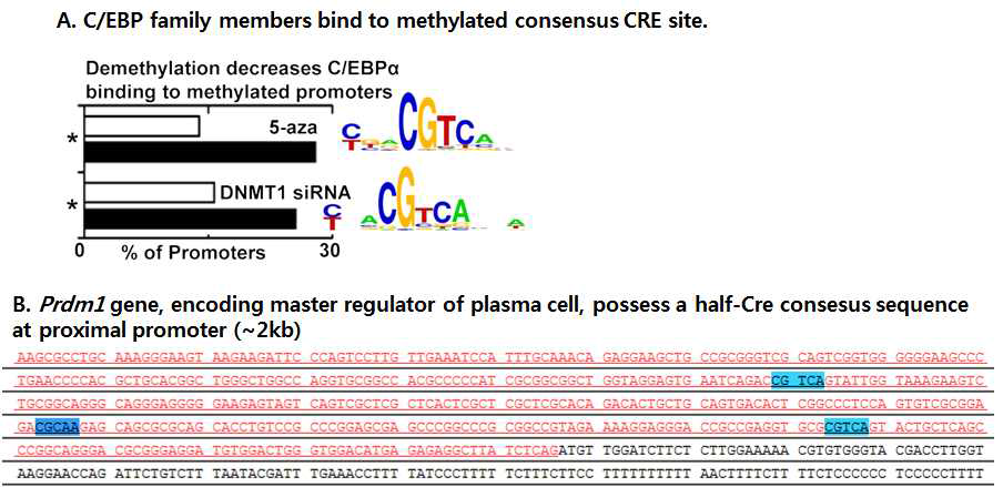 Blimp-1 유전자 서열에서 C/EBPβ가 결합할 가능성을 가진 Cre sequence 분석