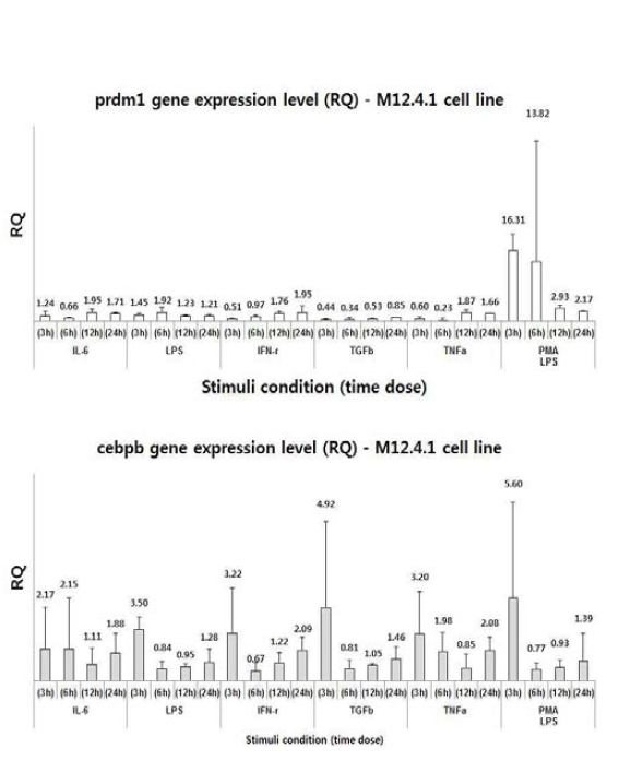 M12.4.1 세포주에서 C/EBPβ와 Blimp1의 발현조사