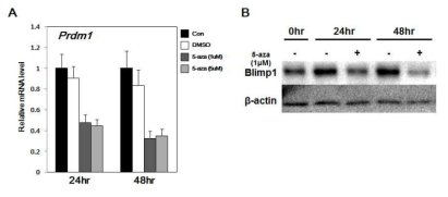 C/EBPβ Regulates Plasma cell Differentiation by Epigenetically Controlling the Expression of Blimp-1