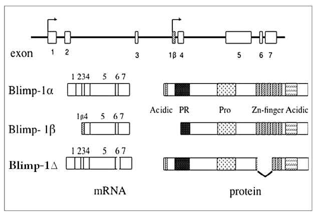 Blimp1 유전자와 그 발현 산물 구조