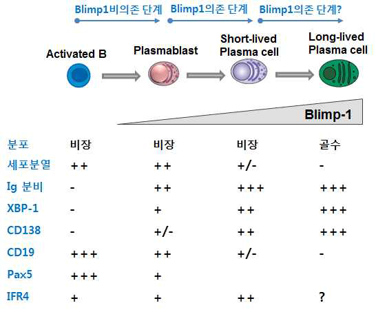 형질세포 분화 단계 별 세포의 특성